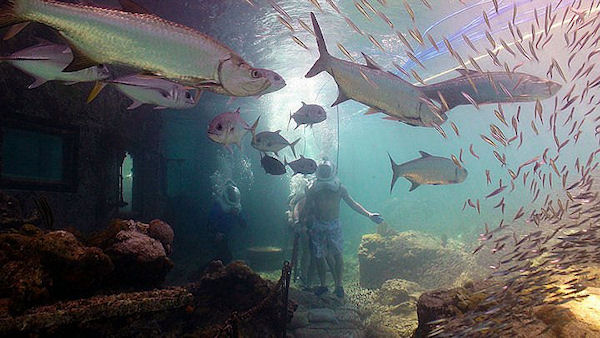 Best Sea Trek & Coral World Admission Shore Excursion at St. Thomas